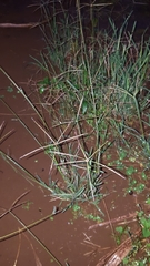 Chloris pycnothrix