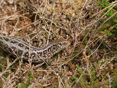 Lacerta agilis