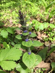 Ajuga reptans
