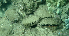 Pinctada margaritifera