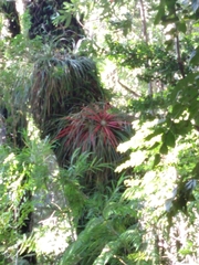 Fascicularia bicolor