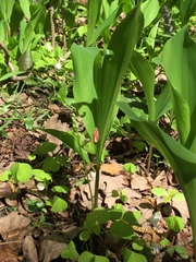 Convallaria majalis