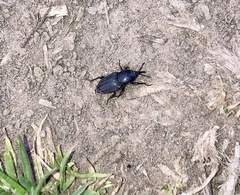 Sphenophorus striatopunctatus