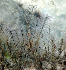 Pennaria disticha
