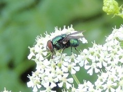 Lucilia illustris