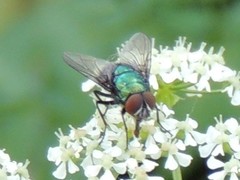 Lucilia illustris