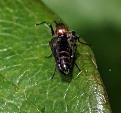 Dilophus strigilatus