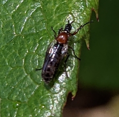 Dilophus strigilatus