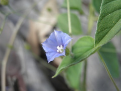 Jacquemontia evolvuloides