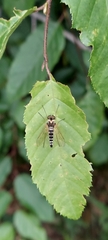 Chrysopilus ornatus