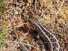 Lacerta agilis