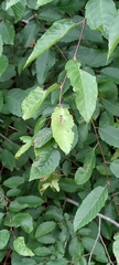 Chrysopilus ornatus