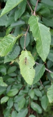 Chrysopilus ornatus