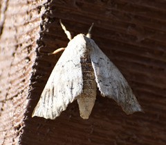 Olceclostera seraphica