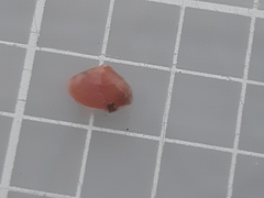 Nucula