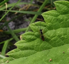 Pimpla rufipes