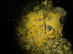 Clathria parthena