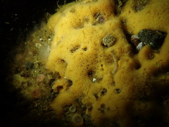Clathria parthena