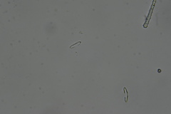 Clathria parthena