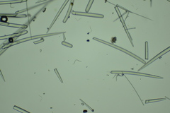 Clathria parthena