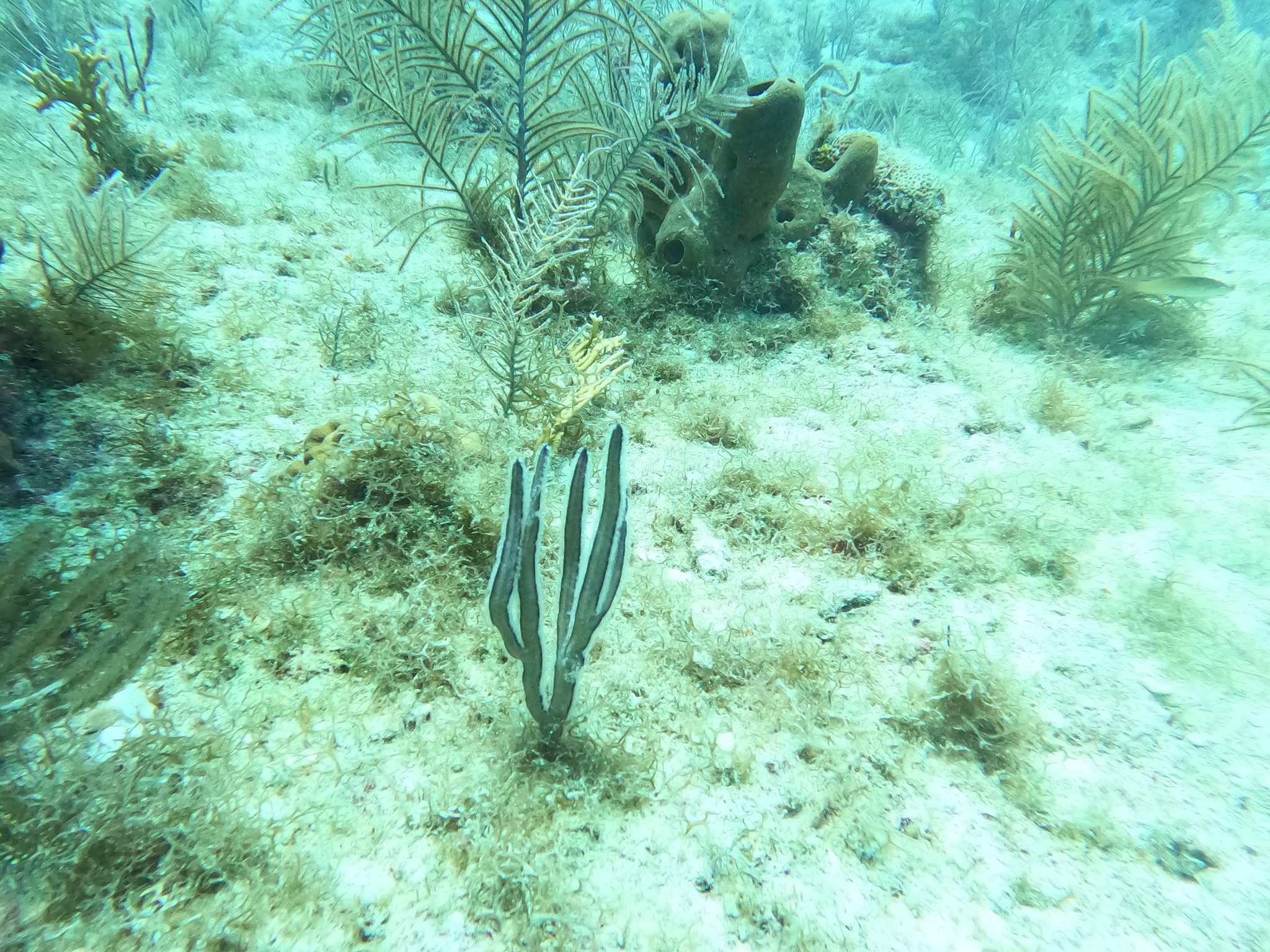 Pterogorgia anceps (Pallas, 1766)