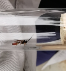 Pimpla rufipes
