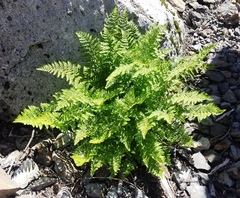 Athyrium americanum