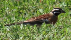 Emberiza flaviventris flaviventris
