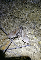 Acosmerycoides harterti