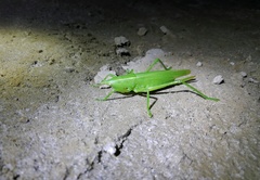 Pseudorhynchus concisus