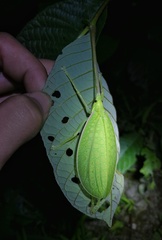 Timanthes
