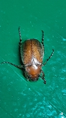 Triodontella mimula