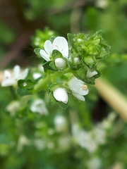Pilea nummulariifolia
