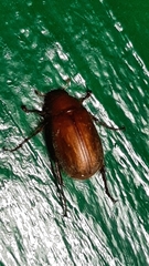 Triodontella mimula