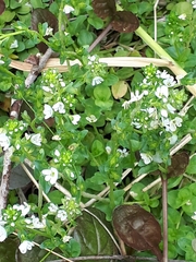 Pilea nummulariifolia