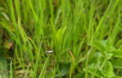 Opomyzoidea