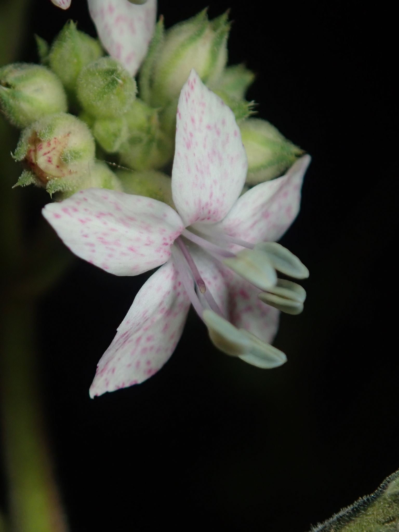 Ipomopsis polyantha