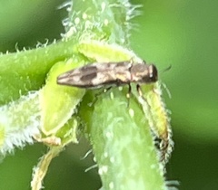 Agrilus lecontei lecontei