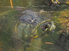 Trachemys scripta