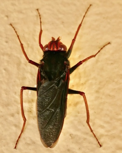 African Rhinoceros Botfly (Gyrostigma rhinocerontis) · iNaturalist