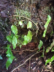 Hymenophyllum cruentum image