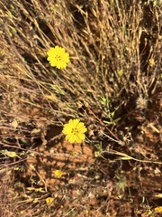 Lagophylla glandulosa