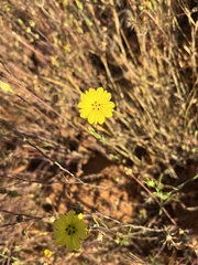 Lagophylla glandulosa