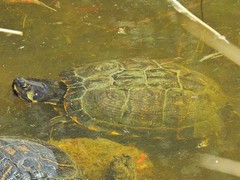 Trachemys scripta