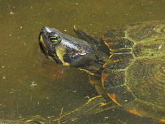 Trachemys scripta