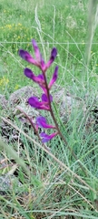 Vicia onobrychioides