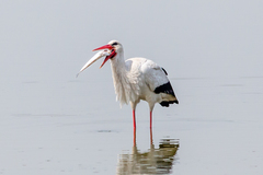 Ciconia ciconia asiatica