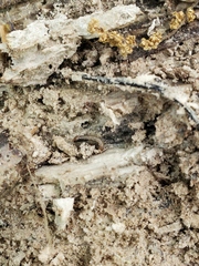Anobium punctatum