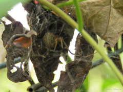 Latrodectus geometricus