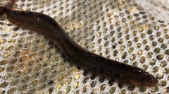 Pholis gunnellus